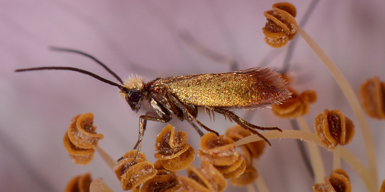 Micropterix sp? S: Micropterix garganoensis (cfr.)  - Micropterigidae